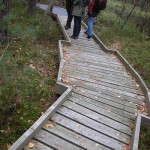 Auf dem Holzweg