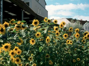 Sonnenblumenwiese 2002