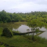 Arjunmangol.Thottada_swamps