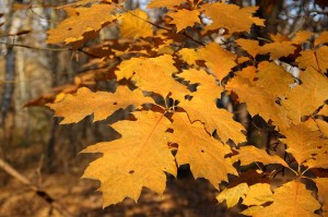 Roteiche (Herbstfärbung); Foto: Crusier (Wikimedia Commons)