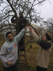 Obstbaumschnitt 2010 im BV-Garten