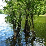 Piotr Panek.Alder_in_lake