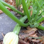 Zucchinis der Sorte "Cocozelle von Tripolis" (eine alte Sorte des V.E.R.N. e.V.)