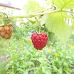 Himbeeren