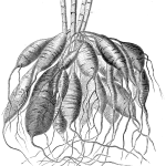 Root_tubers_of_Dahlia_variabilis