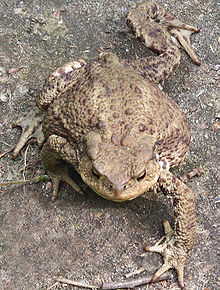 Erdkrötenweibchen im Schreitgang_Wikipedia