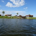 Auf der Alten Warthe bei Slonsk.