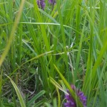 Wiese Eichwerder - Orchideen (1)