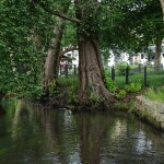 Entspannter Biber an der Schwärze mitten in Eberswalde