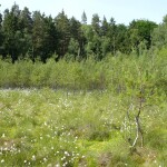 SC_M2_Große Mooskute_Zentrum, Blick nordwärts_28.05.08_OliverBrauner