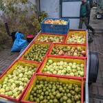 Frisch gesammelte Äpfel ...