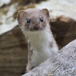 Mauswiesel (Mustela nivalis)