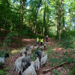 Umtrieb durch den Stadtwald