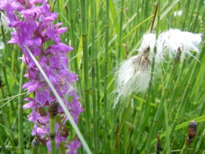 Breitblättriges Knabenkraut (links) und schmalblättriges Wollgras